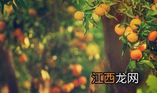 果树什么季节修剪怎么修剪，果树在什么季节修剪