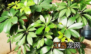 什么季节修剪摇钱树最好 什么季节修剪摇钱树