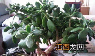 玉树什么季节修剪好呢 玉树这个季节可以修剪吗