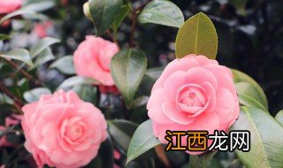 茶花在什么季节修剪 茶花怎么修剪什么季节修剪