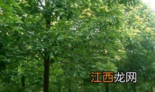 香樟树修剪什么季节，香樟树修剪什么季节最合适