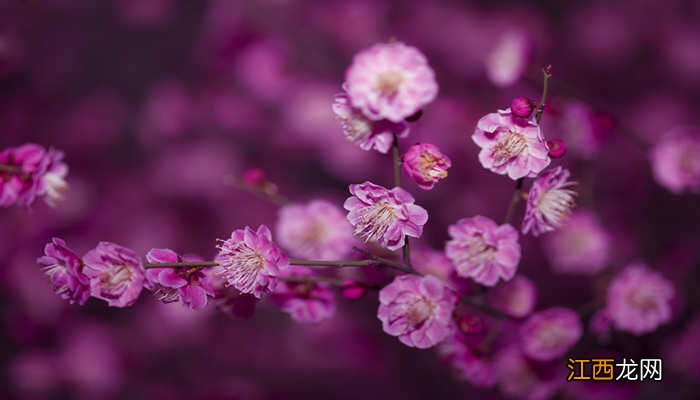 月季花的象征精神 花的象征精神