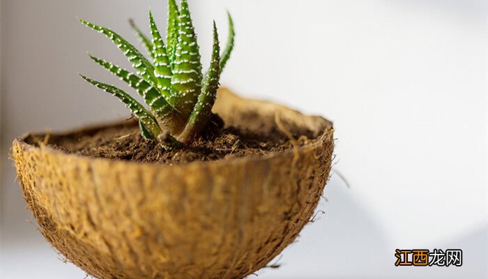 椰砖拌土的不良后果 椰糠土是酸性还是碱性