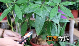 大厅要放什么植物招财 大厅要放什么植物招财聚财