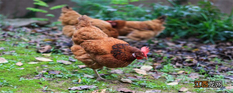 肉用畜禽的种类及品种 肉用型家畜的特点