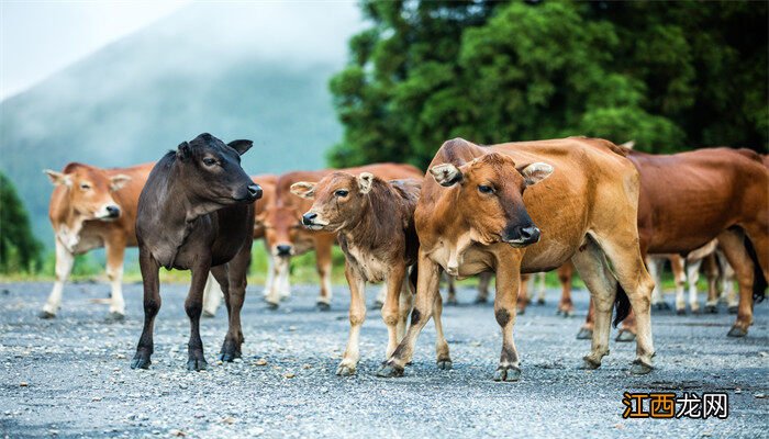 肉用畜禽的种类及品种 肉用型家畜的特点