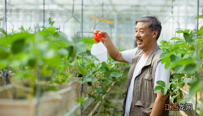 松土精用后多长时间见效 松土精能直接浇植物吗