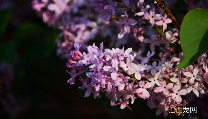 丁香花几月开放 丁香花几月开