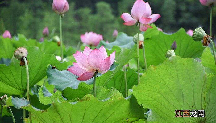 绿植花卉图片大全及花名 春天开的常见的花