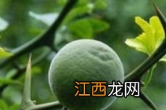 哪些水果吃了补铁？吃什么水果可以补铁？