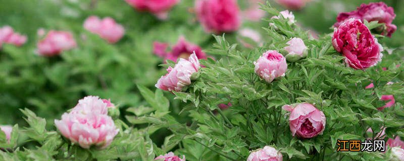 我国的国花是什么花图片 我国的国花是什么花