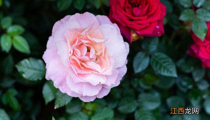 我国的国花是什么花图片 我国的国花是什么花