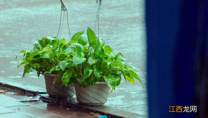 绿萝不宜放三大禁忌 绿萝能放在睡觉的房间吗