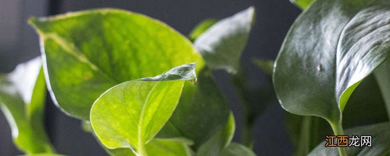 绿萝不宜放三大禁忌 绿萝能放在睡觉的房间吗