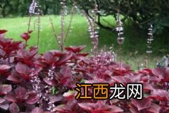 哪些蔬果可以降低胆固醇?可以降低胆固醇的蔬果有哪些?