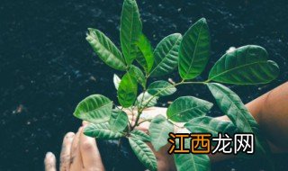 树剪枝是什么季节最好 修剪树枝什么季节修剪最好