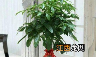 客厅摆放这些植物最招财,选择一种好运一整年 客厅通道放什么植物招财