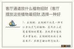 客厅摆放这些植物最招财,选择一种好运一整年 客厅通道放什么植物招财