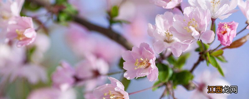 海棠花的寓意和象征 海棠花的寓意