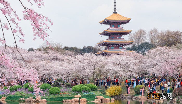 樱花花语及象征意义作文 樱花花语及象征意义