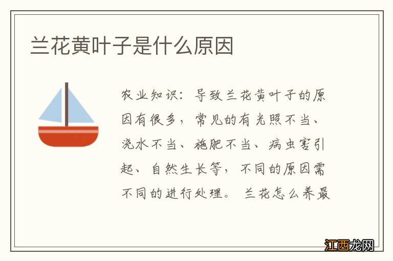 兰花黄叶子是什么原因