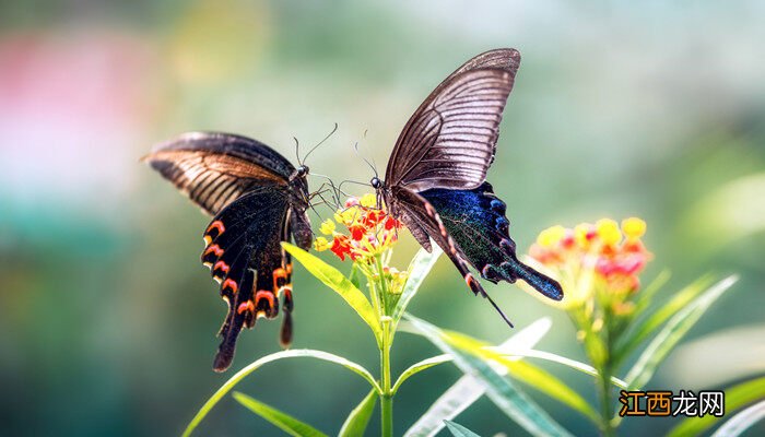 蝴蝶生活特点 蝴蝶生活习性