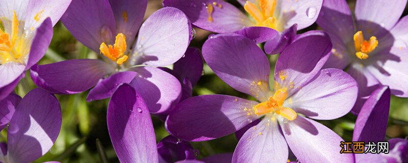 藏红花怎么养殖方法 藏红花怎么养殖