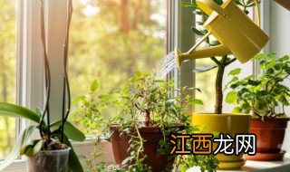 进门左手放什么植物招财 进门右手边放什么植物好