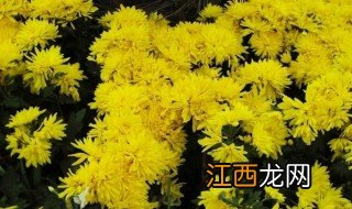 黄色菊花什么季节修剪最好 黄色菊花什么季节修剪