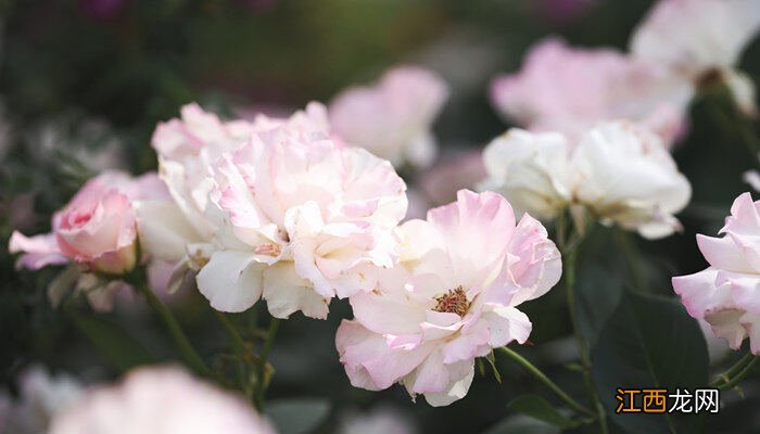 白色月季花语象征与寓意 白色月季花语