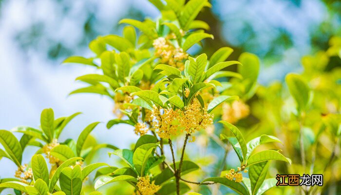 桂花长什么样子的图片 桂花长什么样?