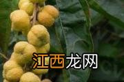 胆囊切除后有什么影响