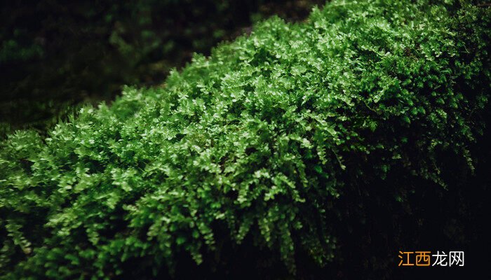 常见的蕨类植物图片及名称 常见的苔藓植物图片及名称