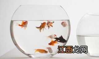 鱼缸里面摆放什么摆件好 鱼缸上面放什么摆件聚财