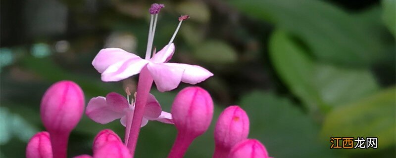 仙客来三大忌讳 仙客来花的种植方法