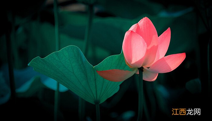 夏天有什么植物生长迅速 夏天有什么植物生长