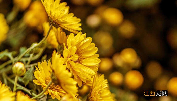 菊花种植方法和管理 菊花种植方法