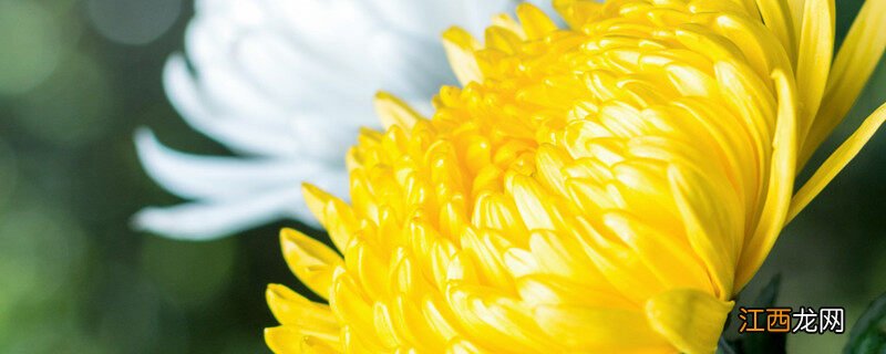 菊花种植方法和管理 菊花种植方法