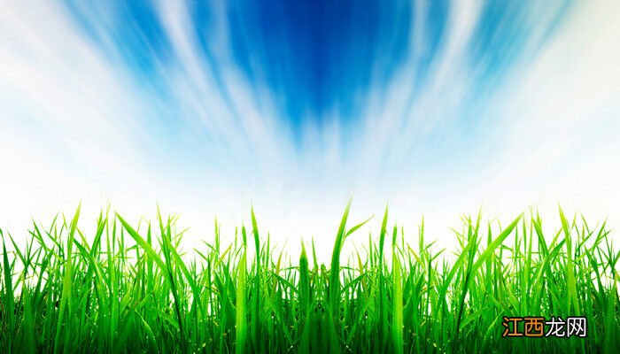 麦芽如何发芽 麦芽怎么发芽