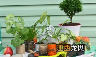 猫房里放什么植物招财最好 猫房里放什么植物招财