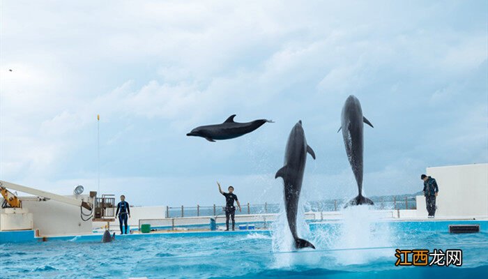 海豚有哪些种类? 海豚有哪些种类