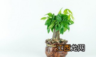 铺头适合放什么植物招财，门头放什么植物招财