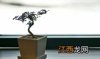 店里摆放招财植物注意事项 商场过道放什么植物招财