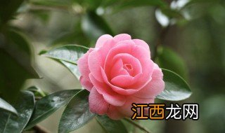 修剪花在什么季节修剪 修剪花在什么季节修剪最好