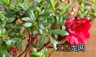 什么季节适合修剪杜鹃枝 什么季节适合修剪杜鹃