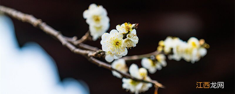 对节白蜡盆景在室内怎么养 白蜡冬天一定要落叶吗