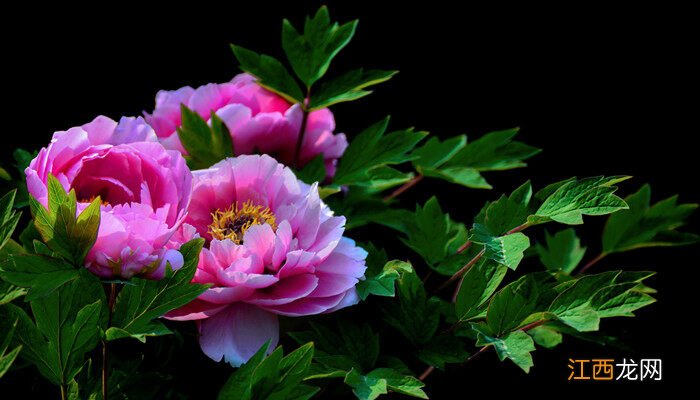 牡丹花开的寓意和象征 牡丹象征着什么意义