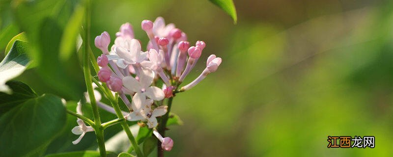 哈尔滨的市花是什么花啊 哈尔滨的市花是什么花