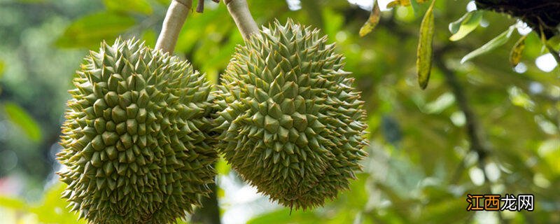 榴莲树长什么样子图片 榴莲生长环境要求