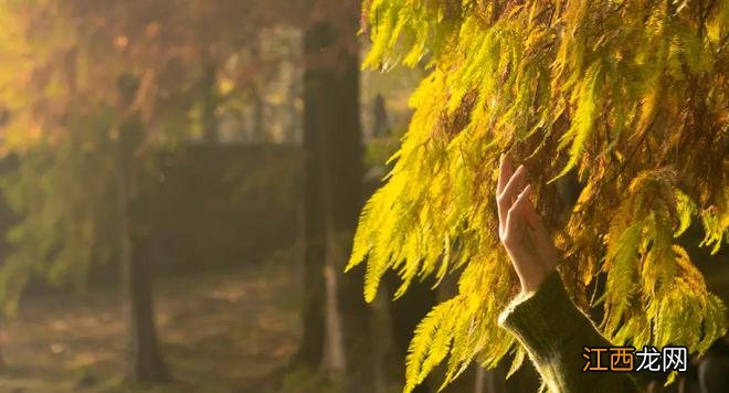 邂逅冬日浪漫!开福水杉打卡攻略→